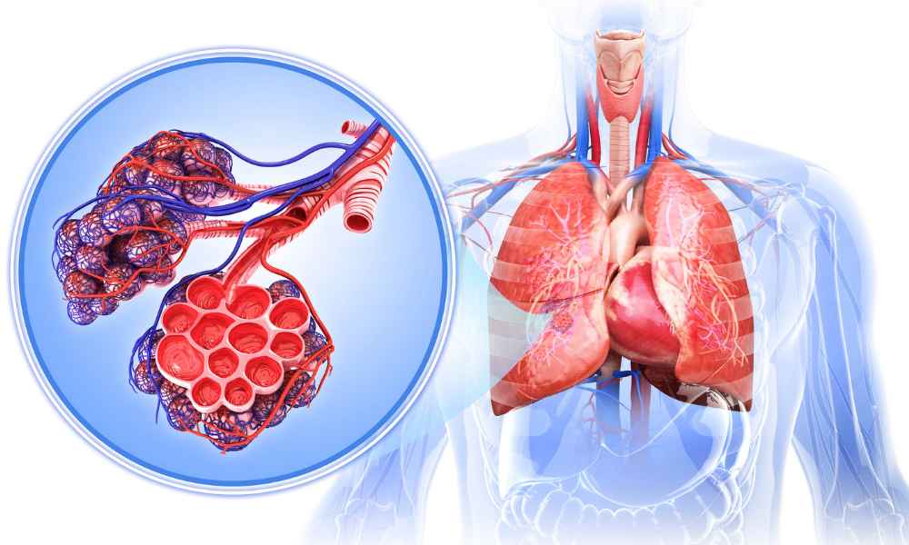 Calcium content impact on the respiratory tract